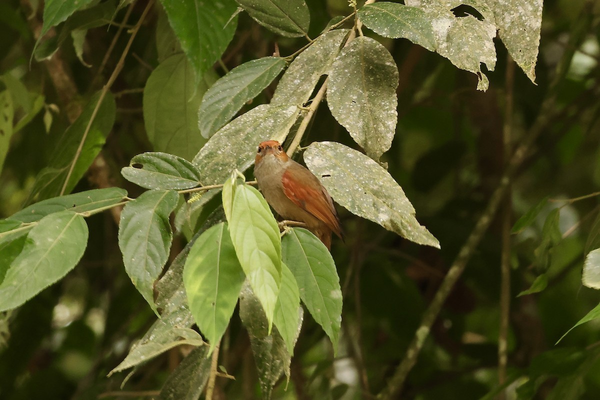 Red-faced Spinetail - ML586540071
