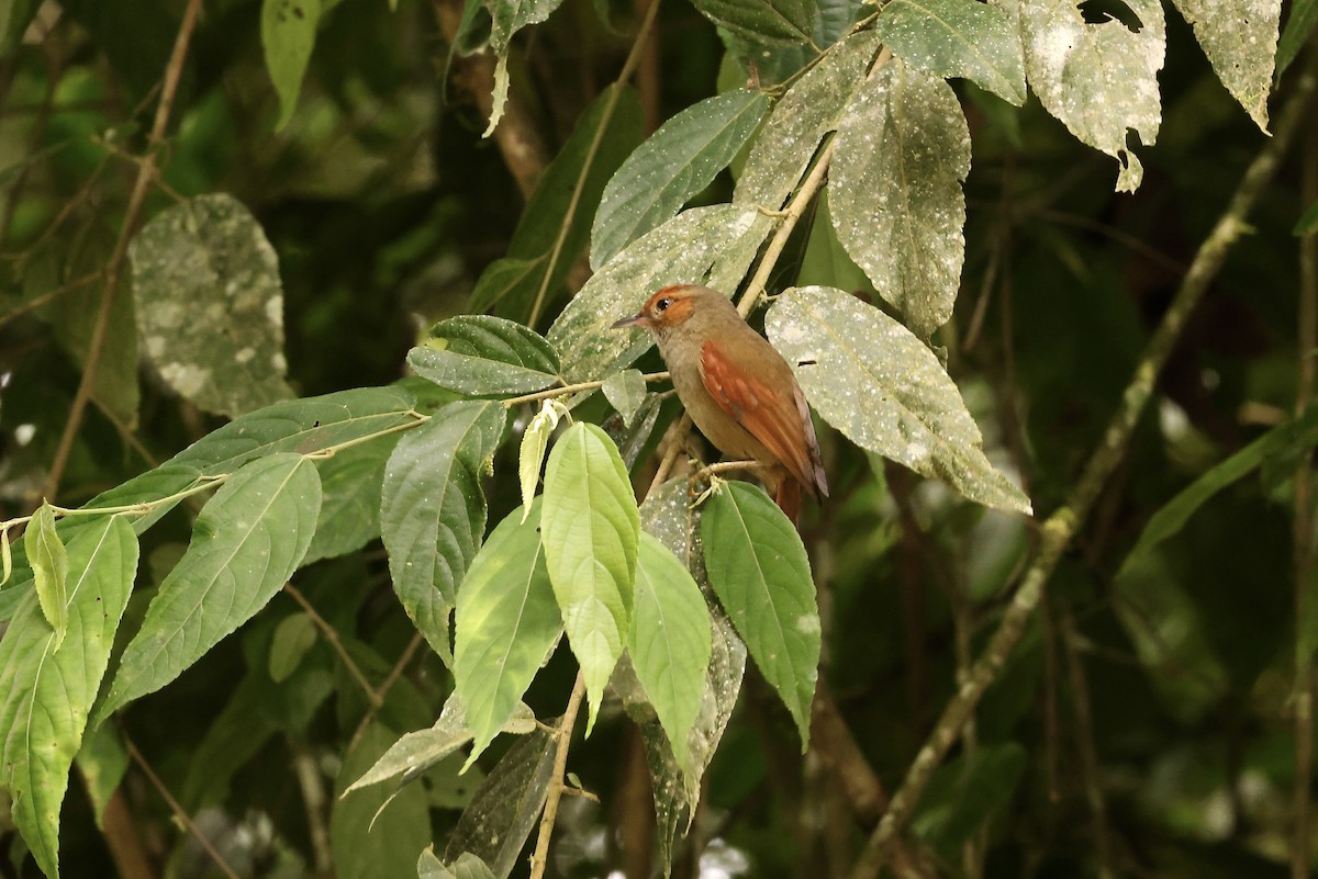 Red-faced Spinetail - ML586540081