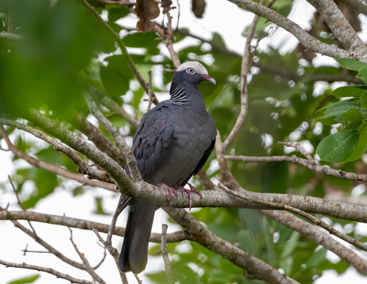 White-crowned Pigeon - ML586540451