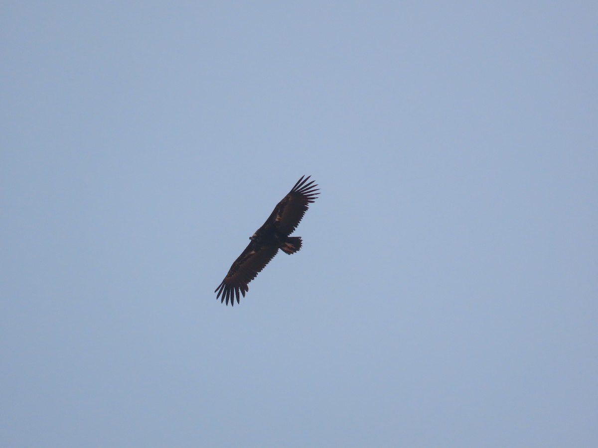 Cinereous Vulture - ML586541121