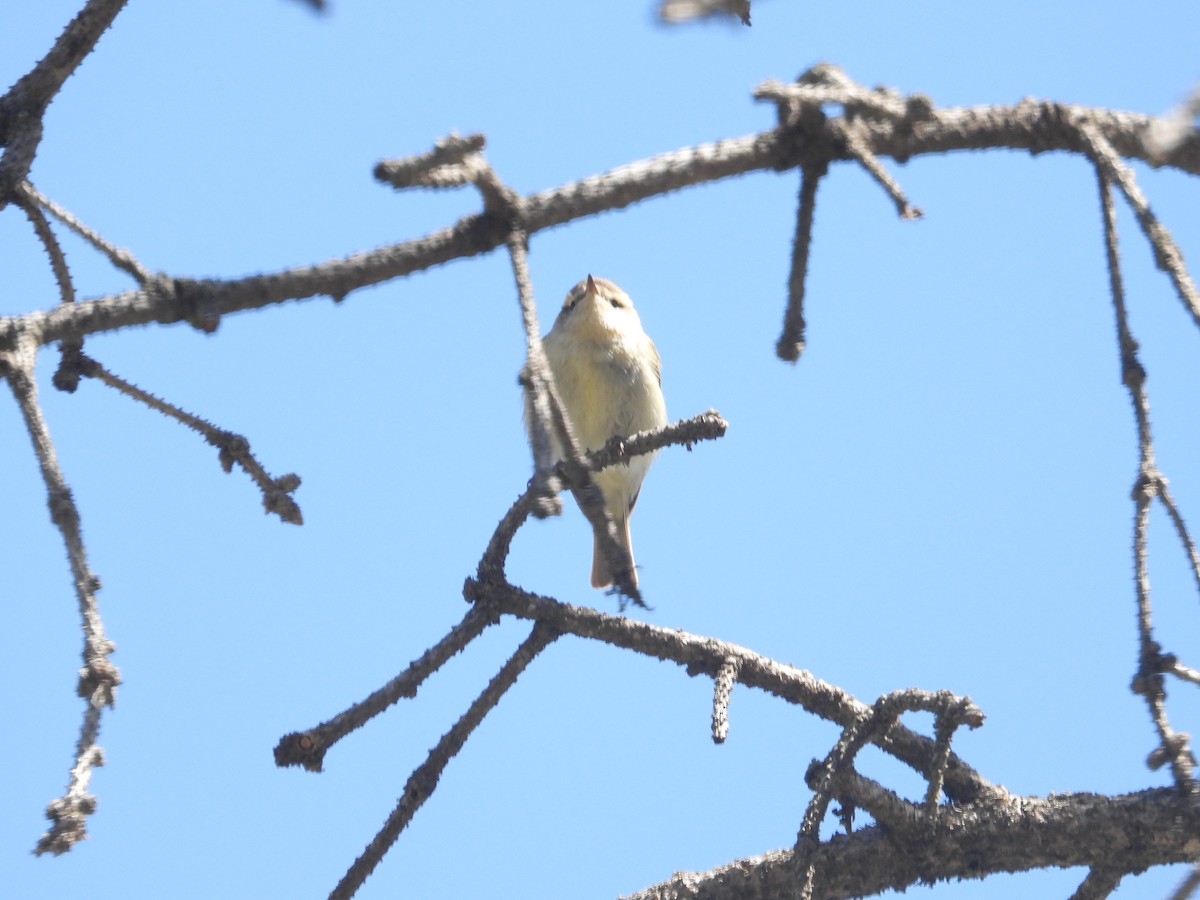 Hume's Warbler - ML586542271