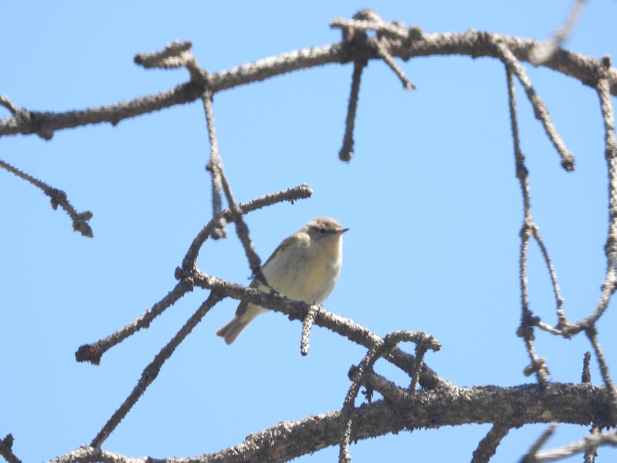 Hume's Warbler - ML586542291