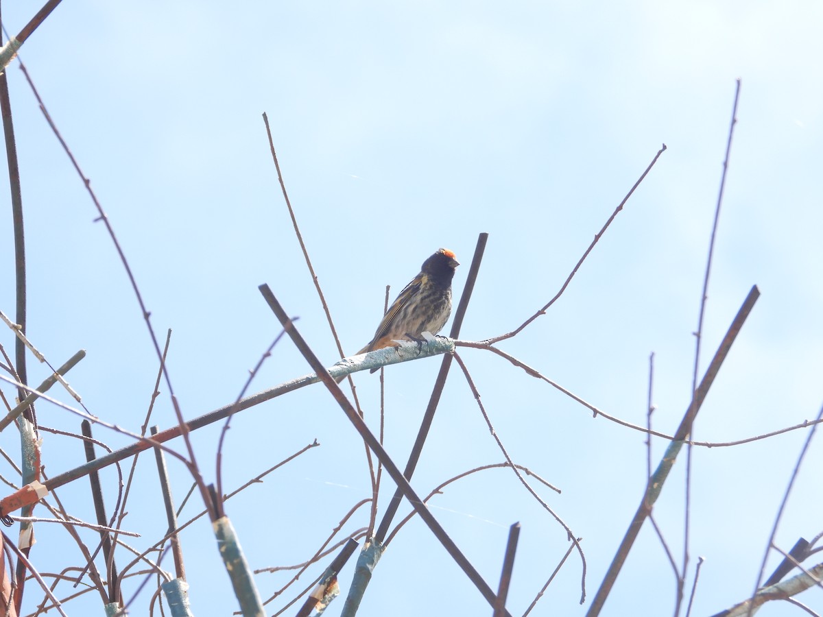 Fire-fronted Serin - ML586542521