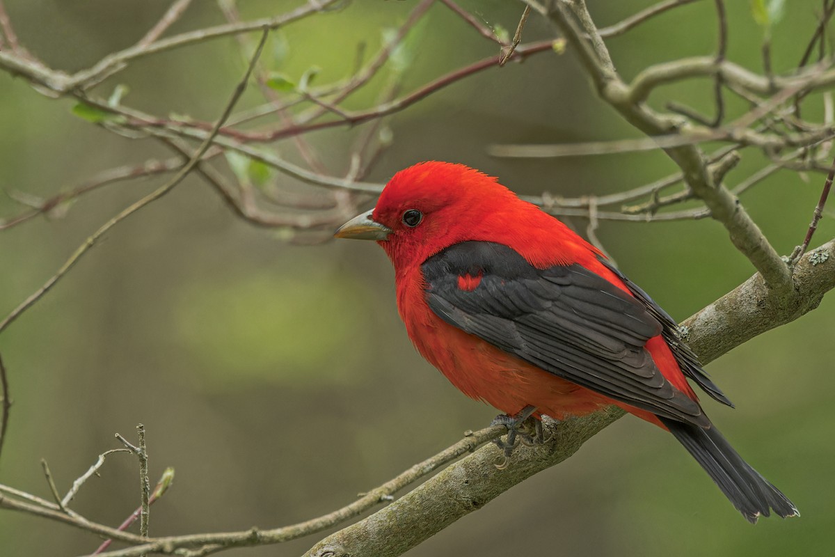 Scarlet Tanager - Larry Hubble