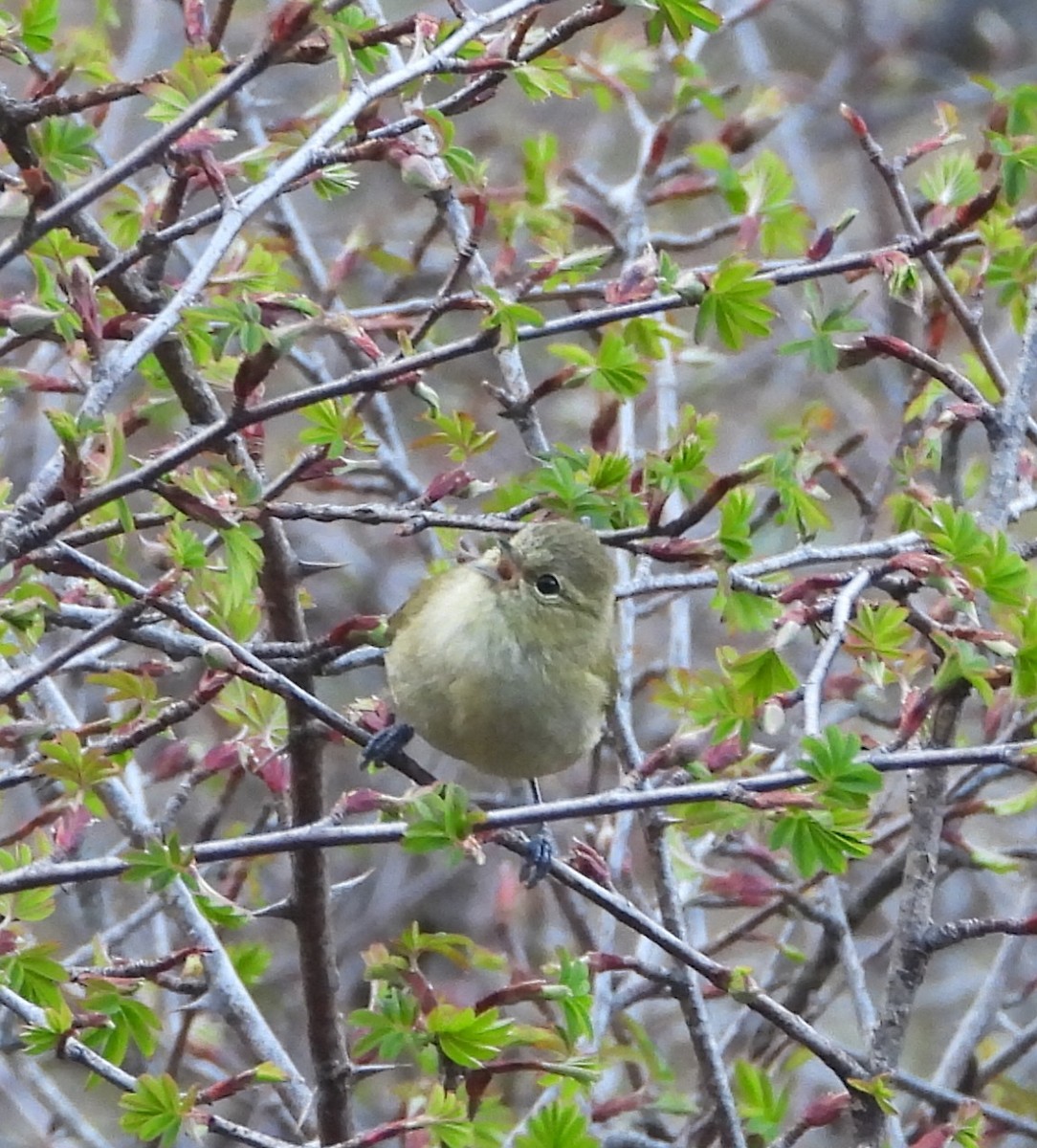 Yellow-browed Tit - ML586546591