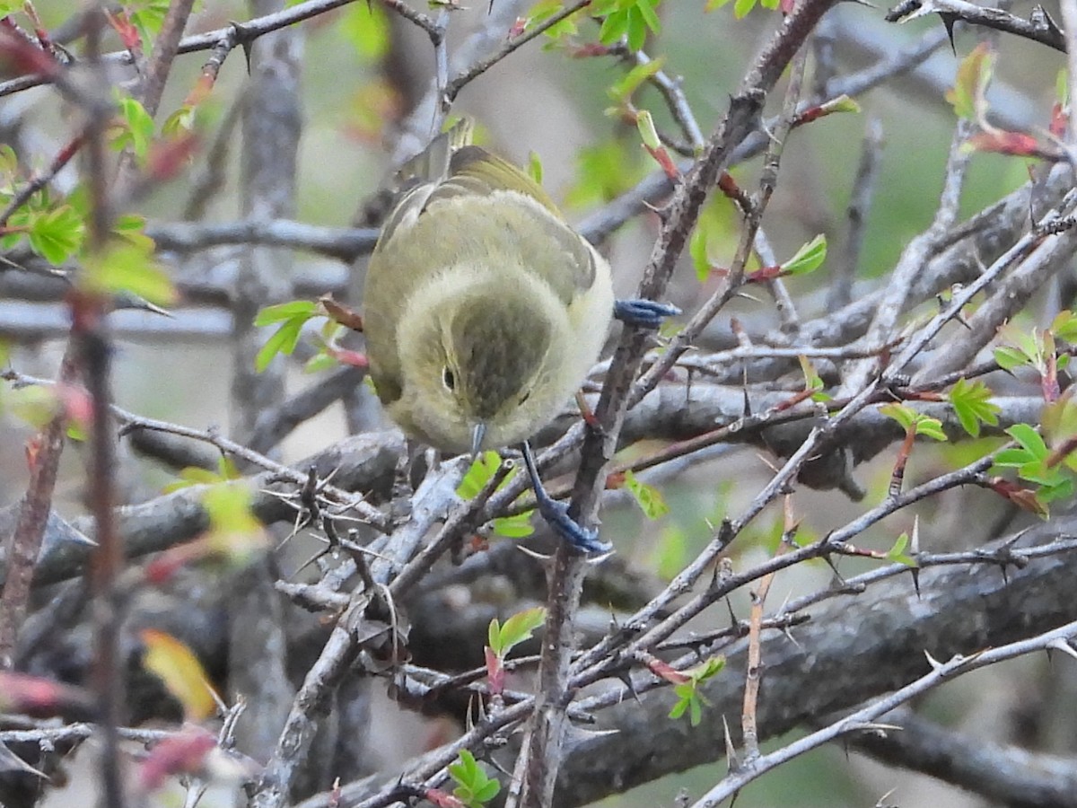 Yellow-browed Tit - ML586546601