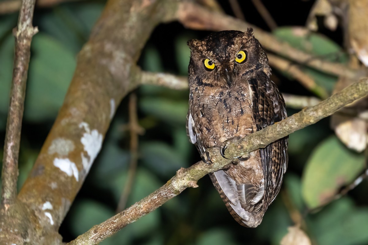 Seychelles Scops-Owl - ML586548371