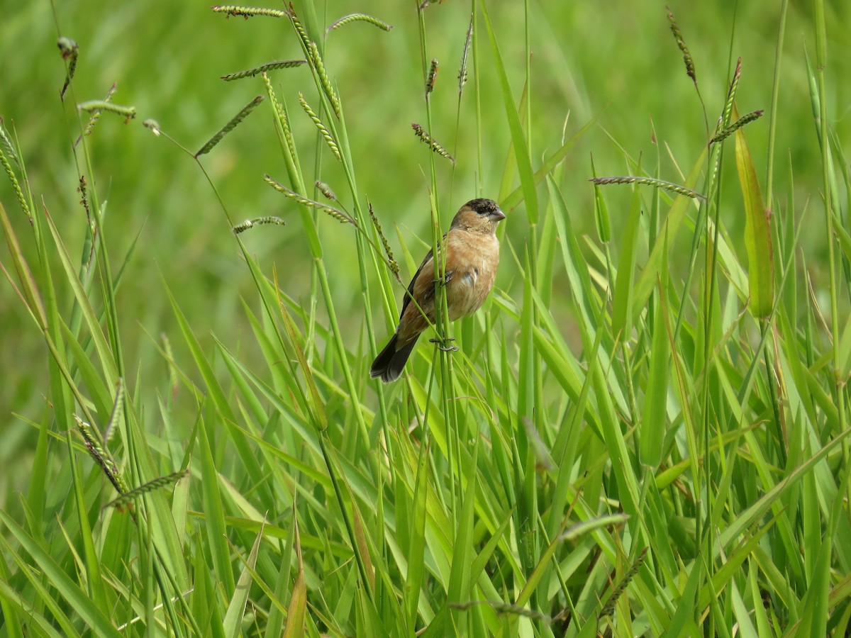 Copper Seedeater - ML586548651