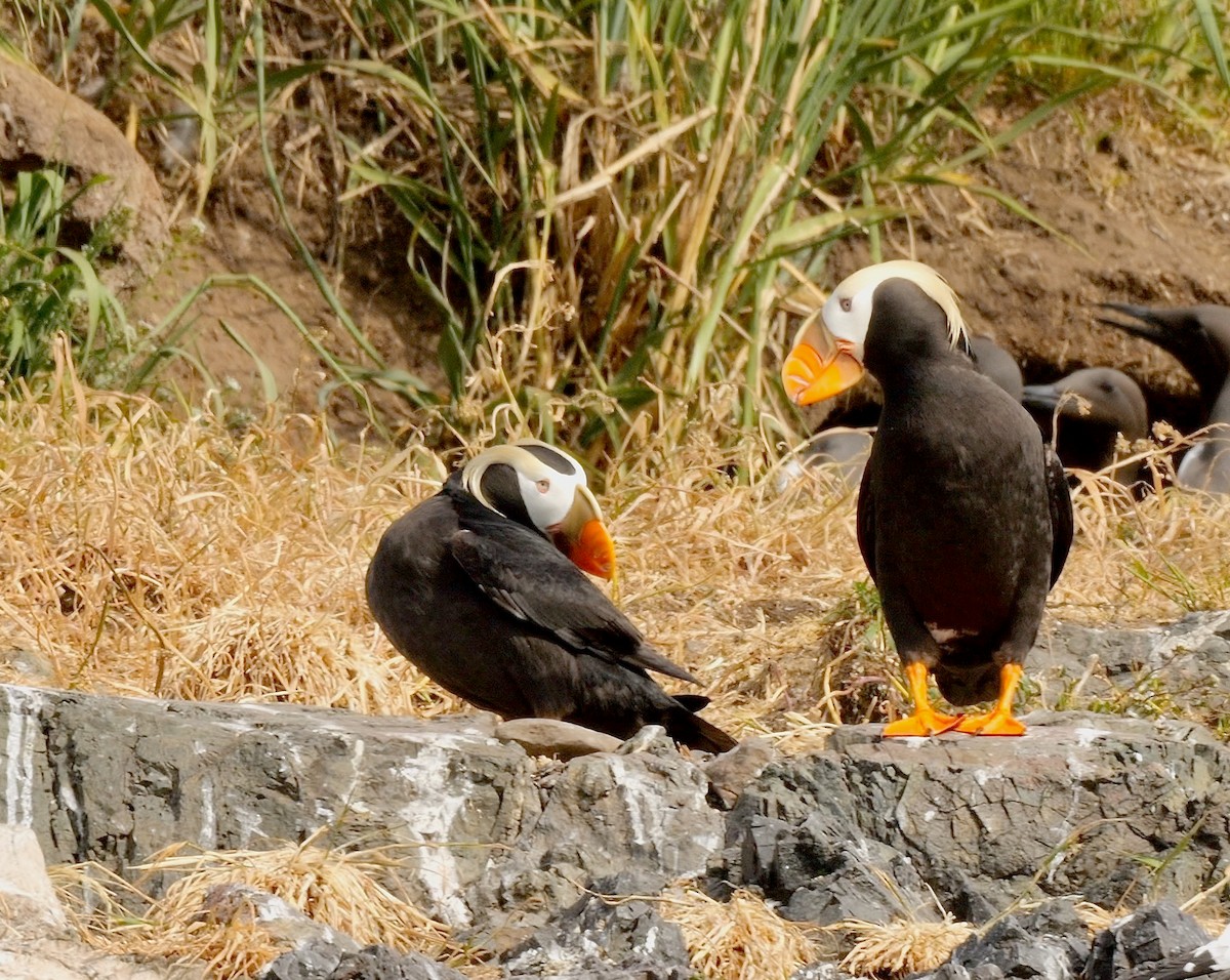 Tufted Puffin - Greg Baker