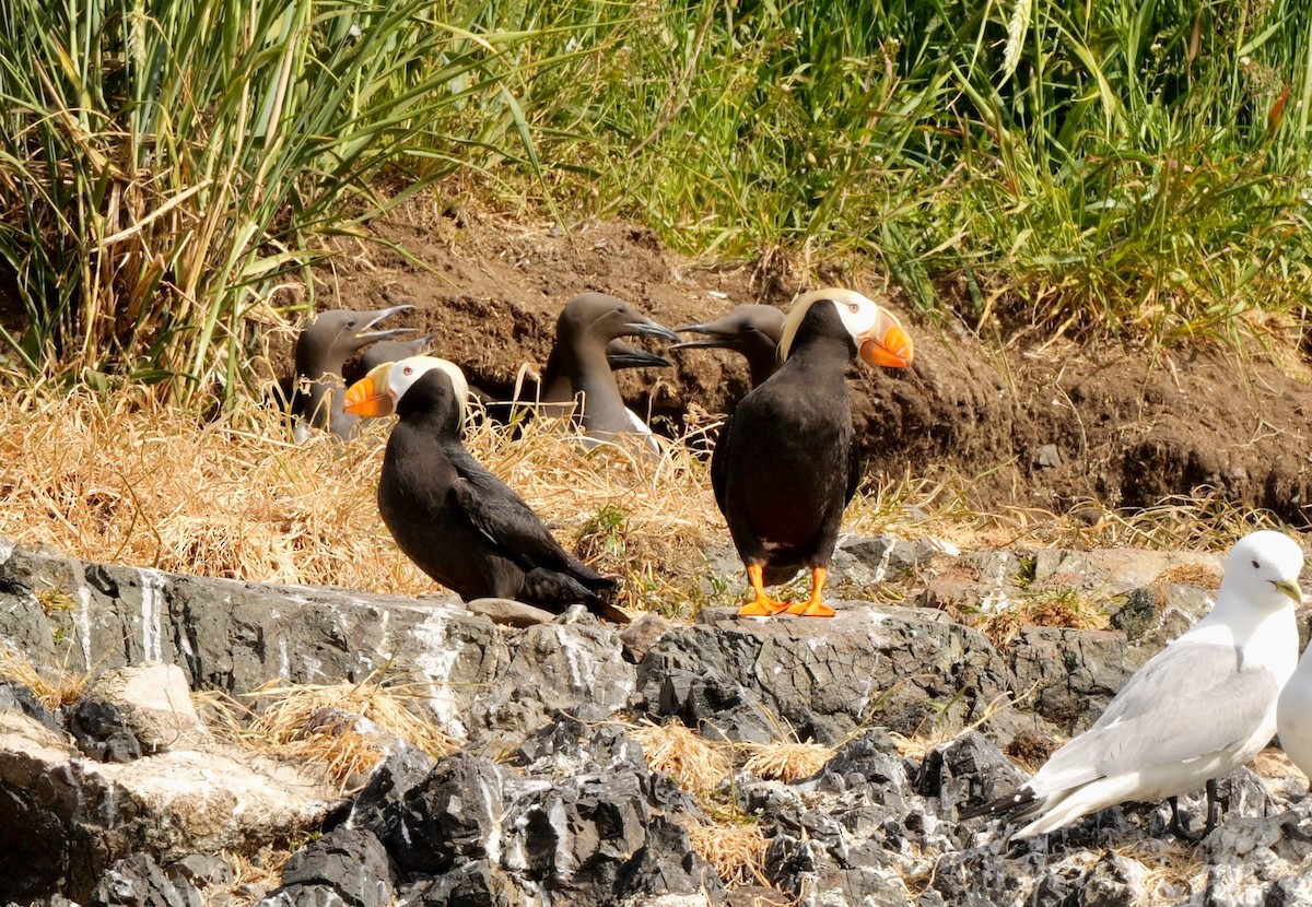 Tufted Puffin - ML586548671