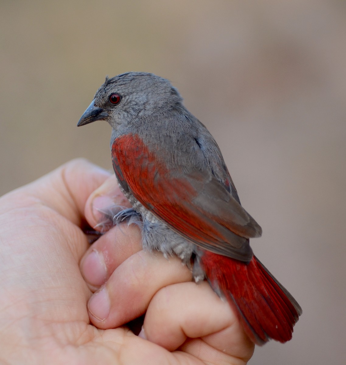 Red-winged Pytilia - ML586550451