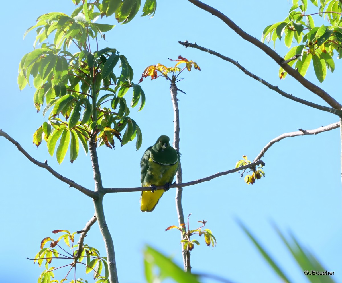 Cloven-feathered Dove - ML586551061