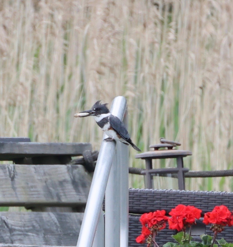 Belted Kingfisher - ML586556101