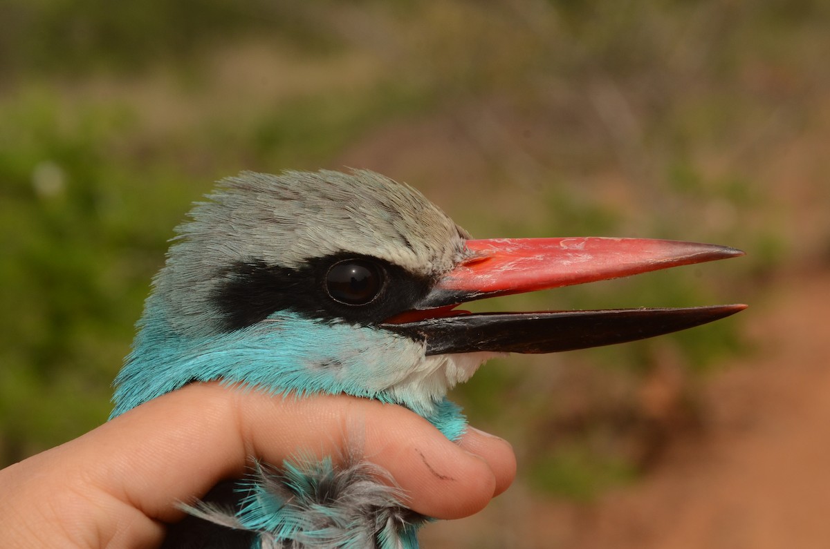 Blue-breasted Kingfisher - ML586556851