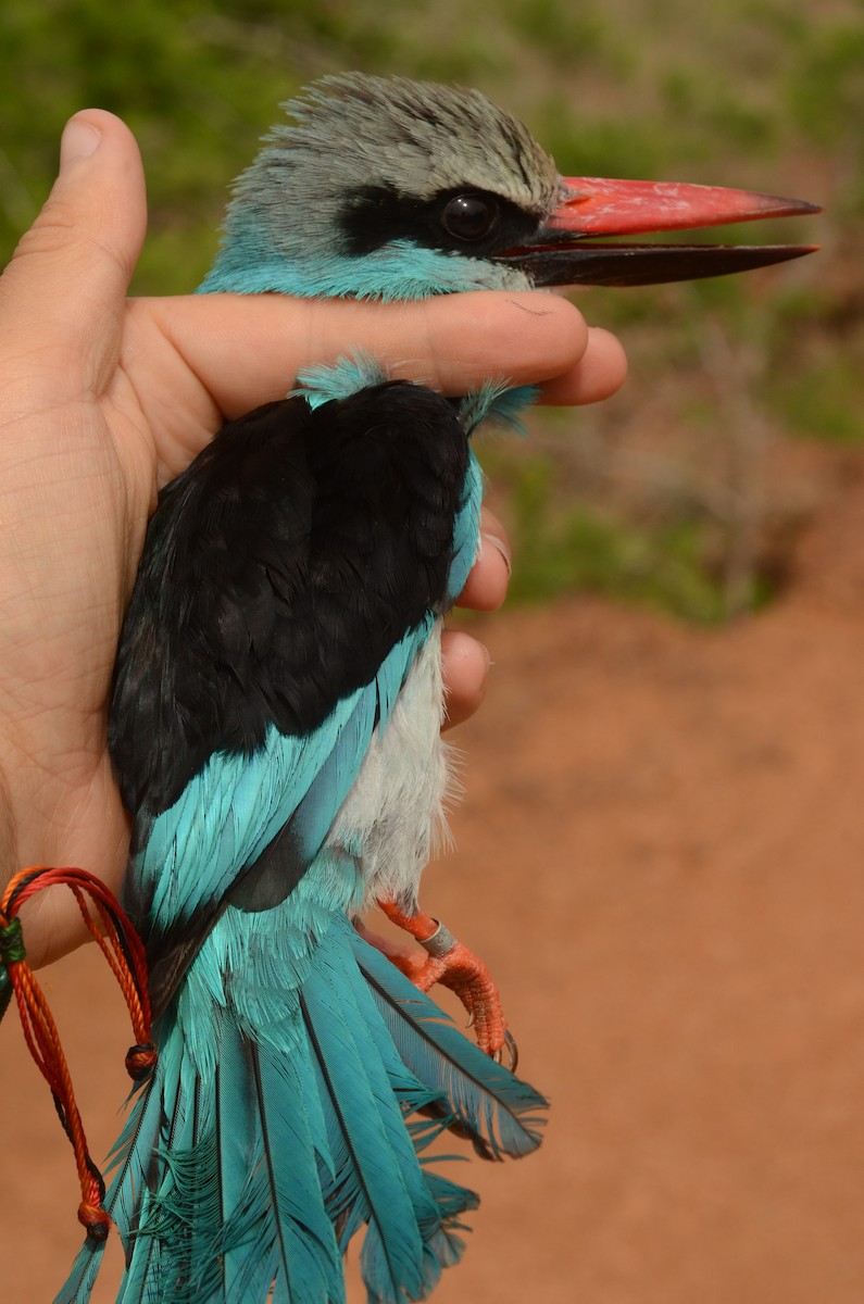 Blue-breasted Kingfisher - ML586556861