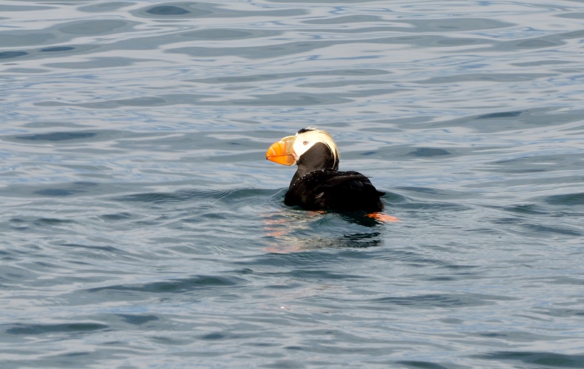 Tufted Puffin - ML586556991