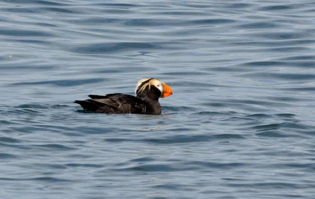 Tufted Puffin - ML586557001