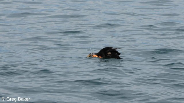 Tufted Puffin - ML586557011