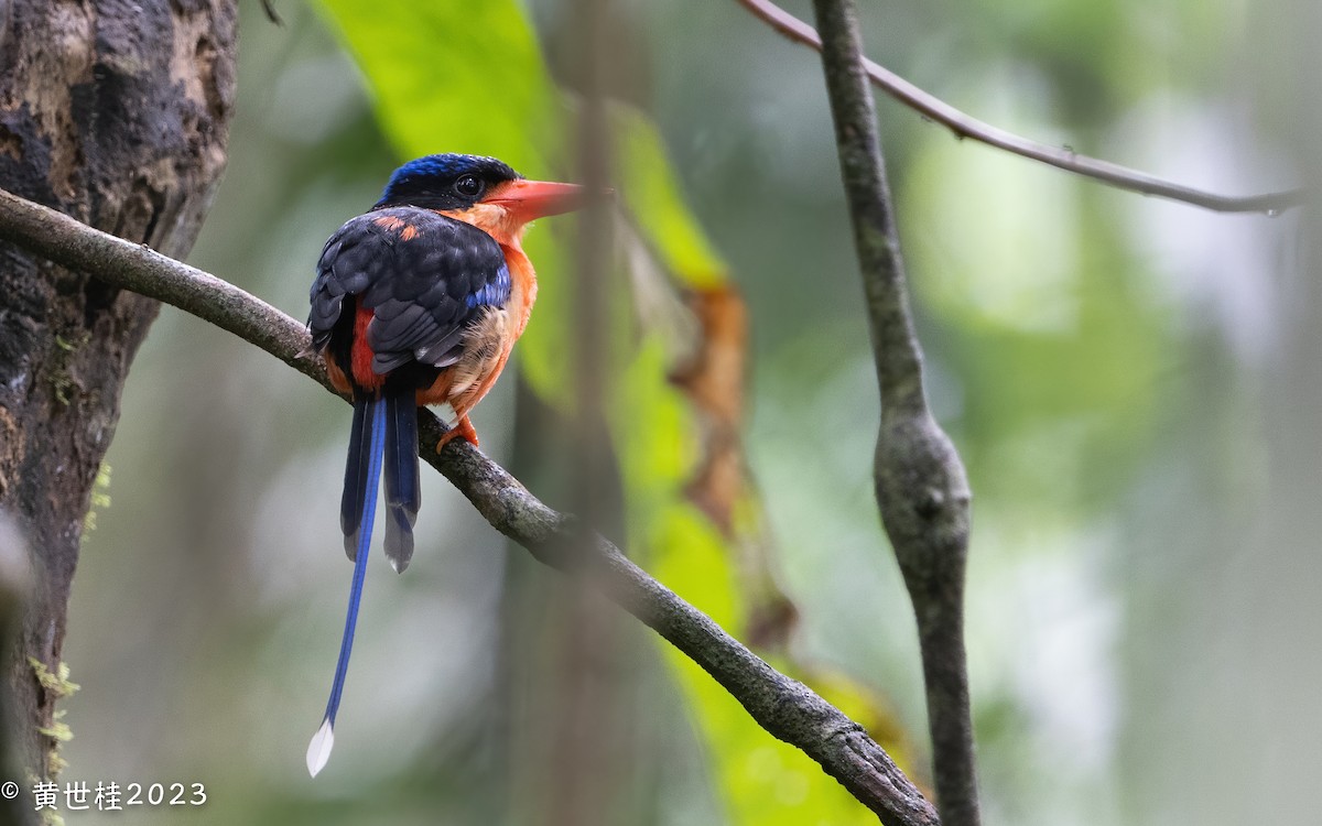 Red-breasted Paradise-Kingfisher - ML586566911