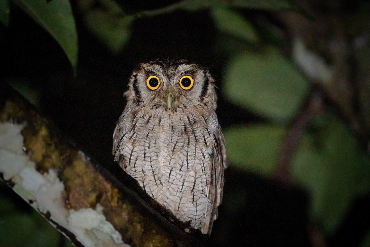 Tropical Screech-Owl - Jérémy Calvo