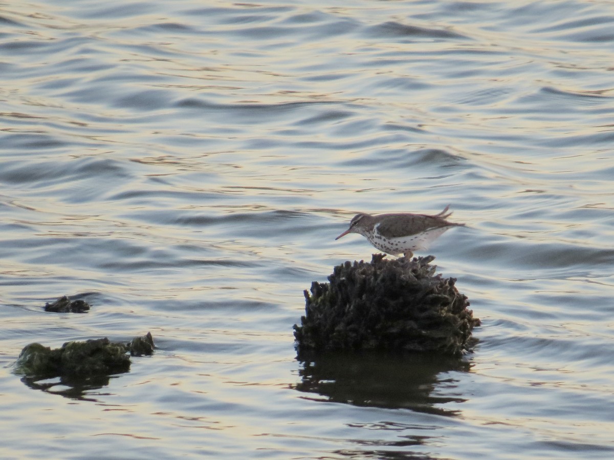 Spotted Sandpiper - Jared Hubbell