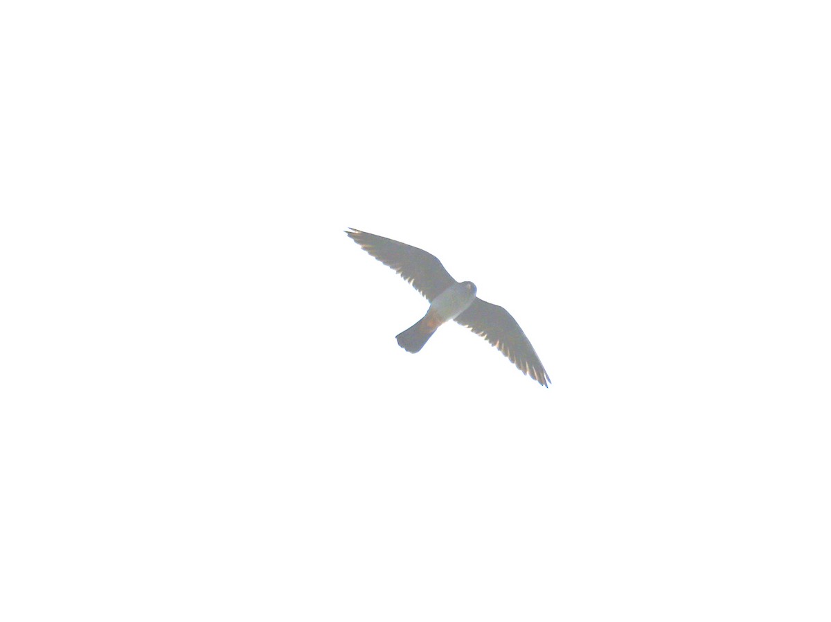 Red-footed Falcon - ML586592271