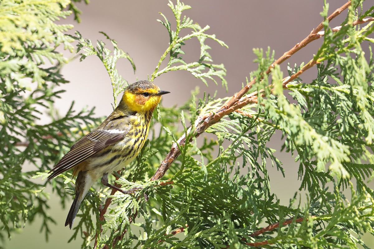 Cape May Warbler - ML58659501