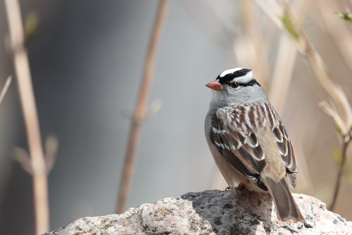 White-crowned Sparrow - bellemare celine