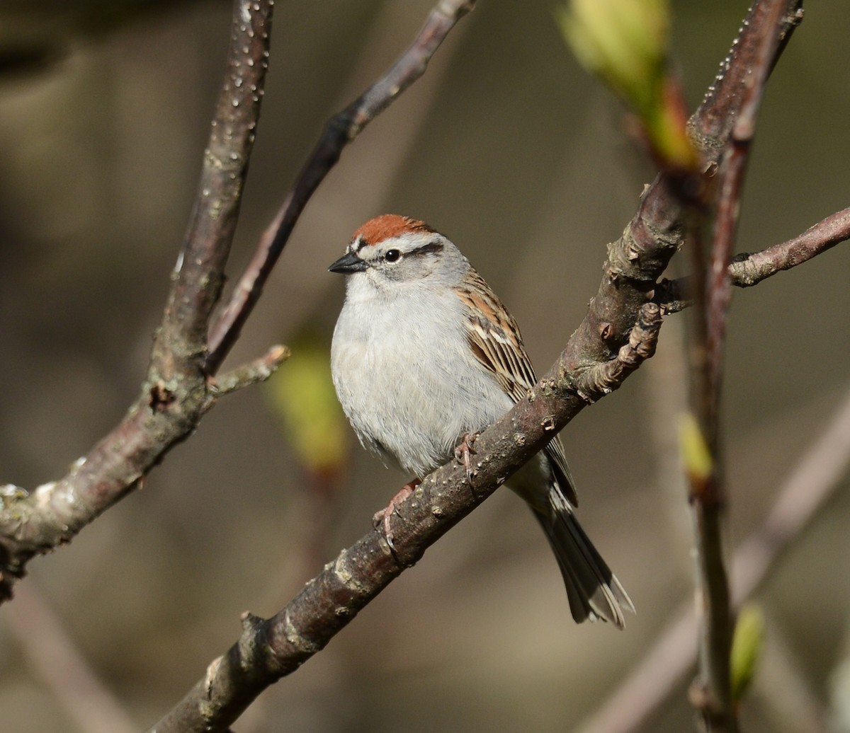 Chipping Sparrow - ML58660221