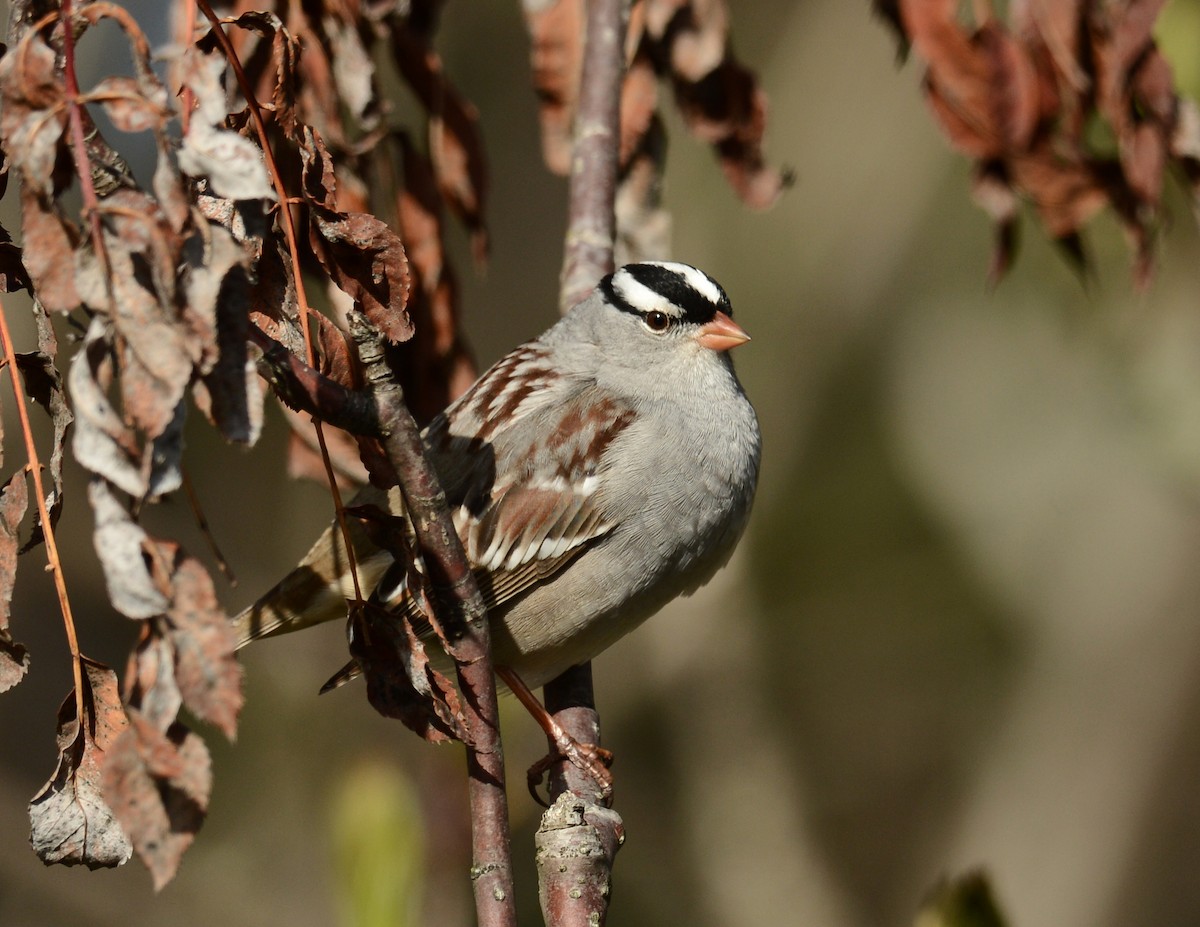White-crowned Sparrow - ML58660361