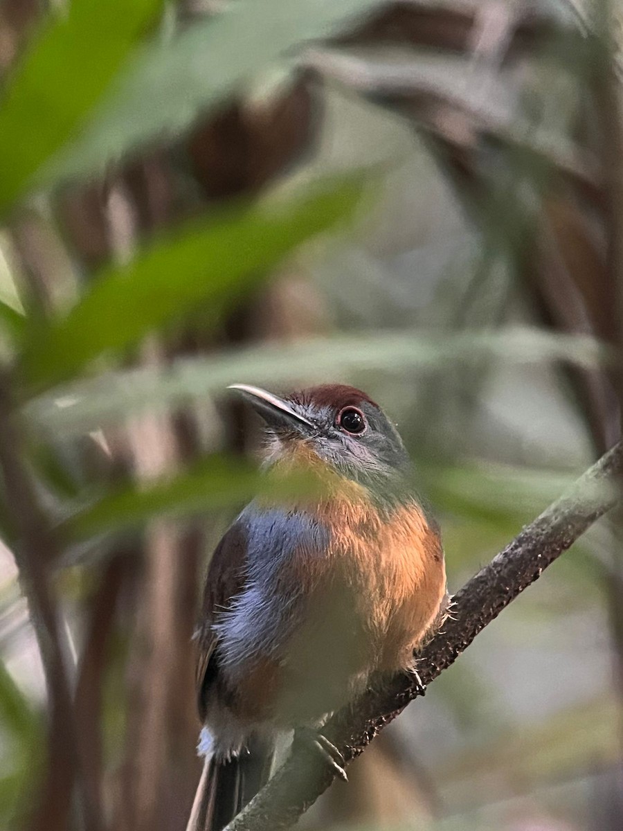 Rufous-capped Nunlet - ML586616411