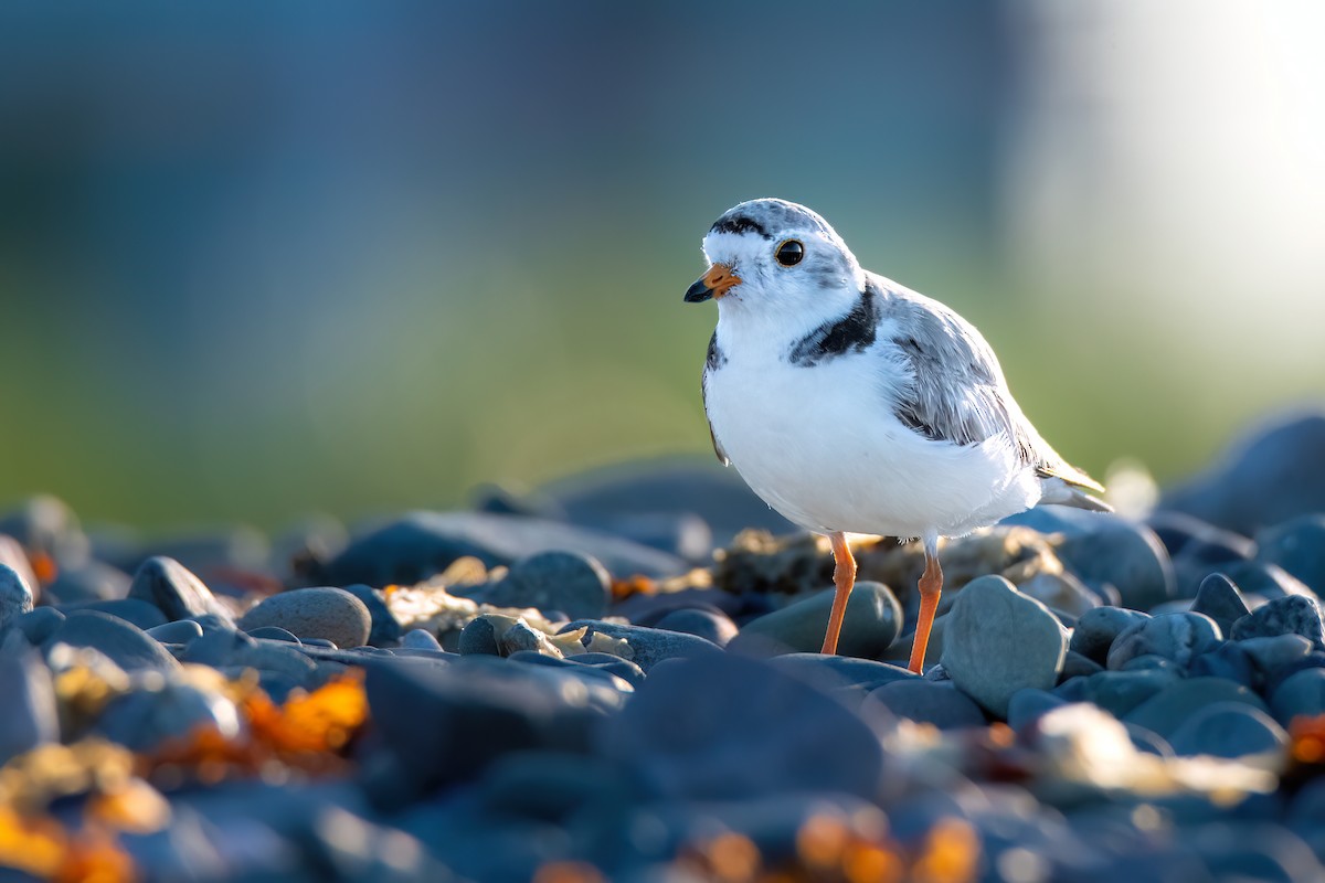 Piping Plover - ML586620101
