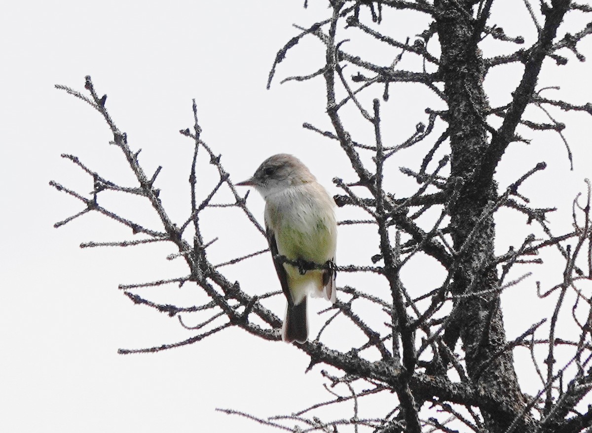 ML586623331 - Willow Flycatcher - Macaulay Library