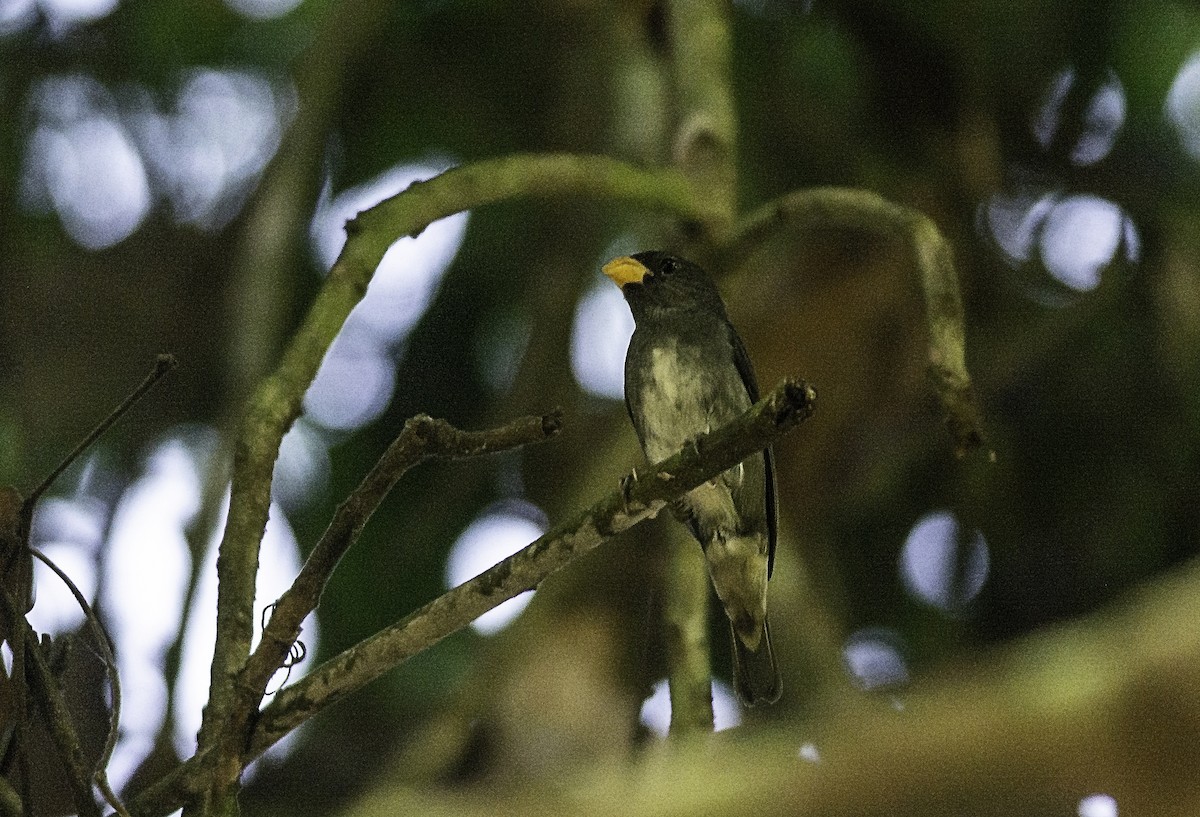 Slate-colored Seedeater - Anderson  Sandro