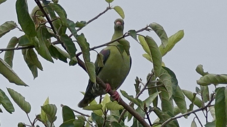 African Green-Pigeon - ML586630721