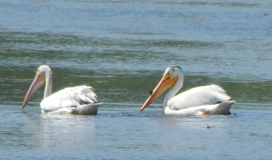 pelikán severoamerický - ML586630831