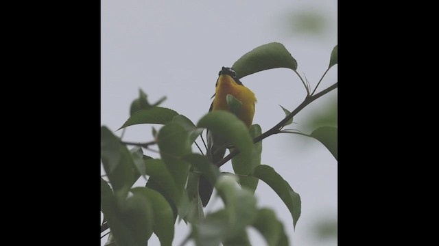 Yellow-breasted Chat - ML586630961