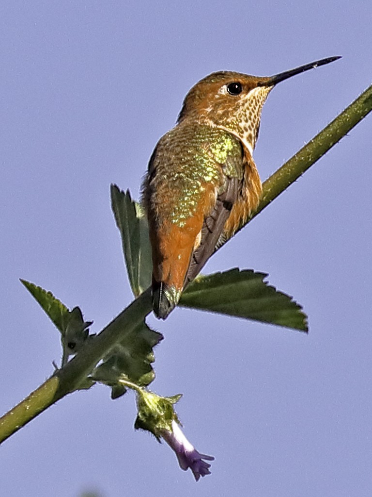 Allen's Hummingbird - Bill Hill