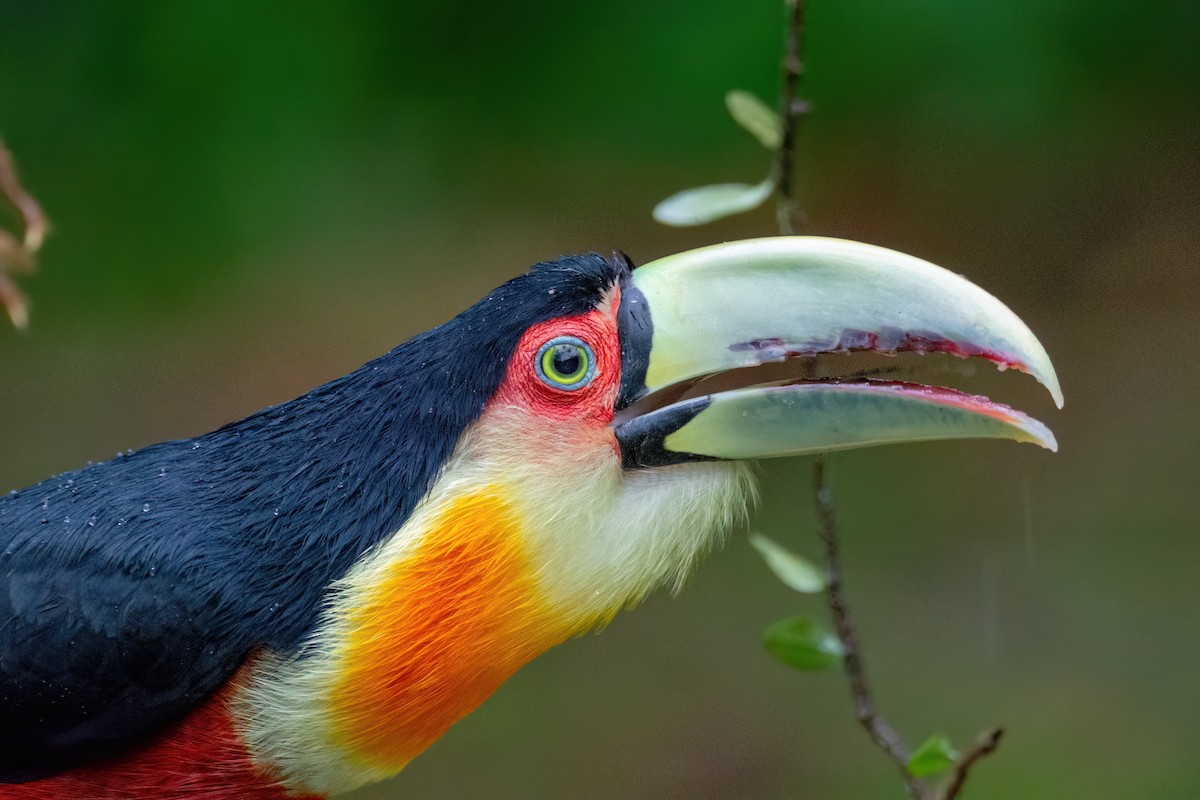 Red-breasted Toucan - ML586632401