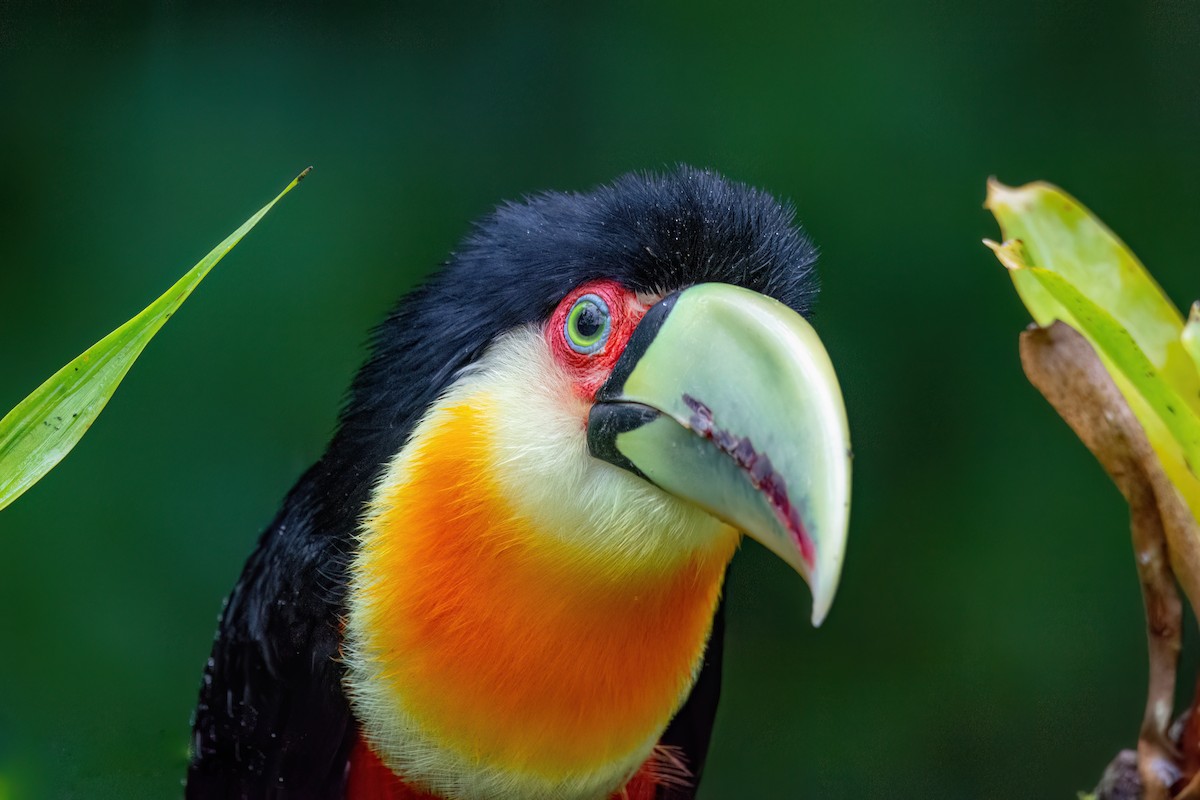 Red-breasted Toucan - ML586632411