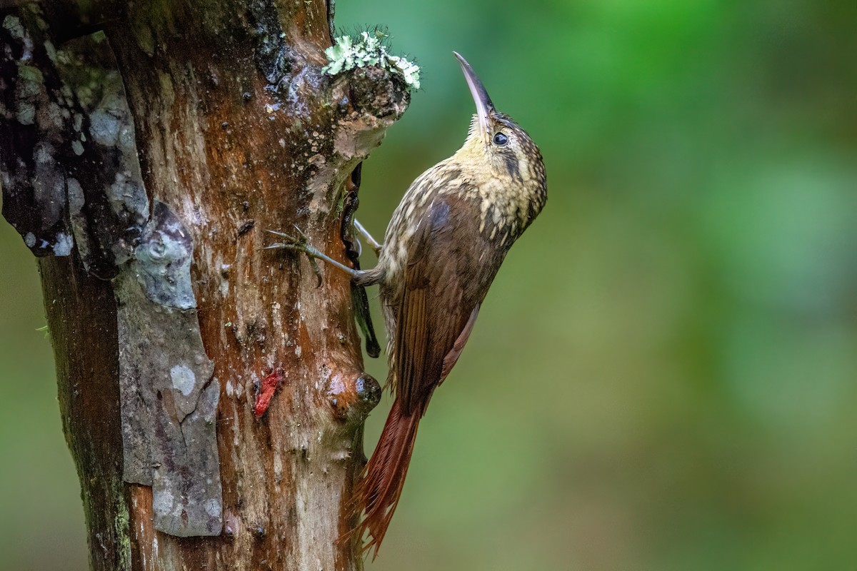Lesser Woodcreeper - Marcos Eugênio Birding Guide