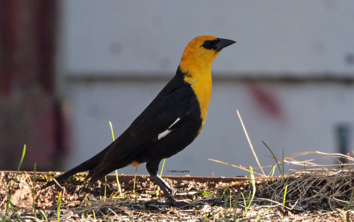 Yellow-headed Blackbird - Deb Carter