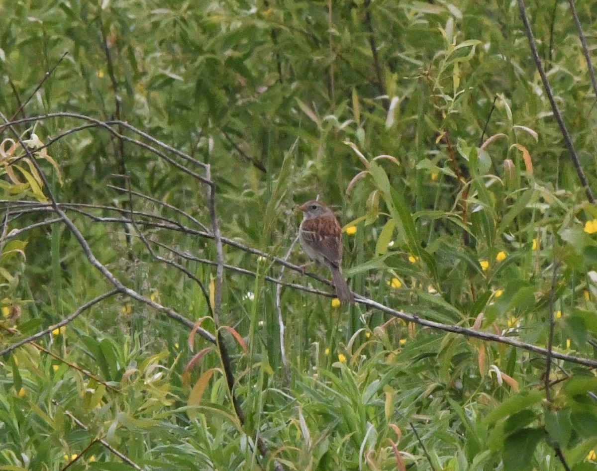 Field Sparrow - ML586635601