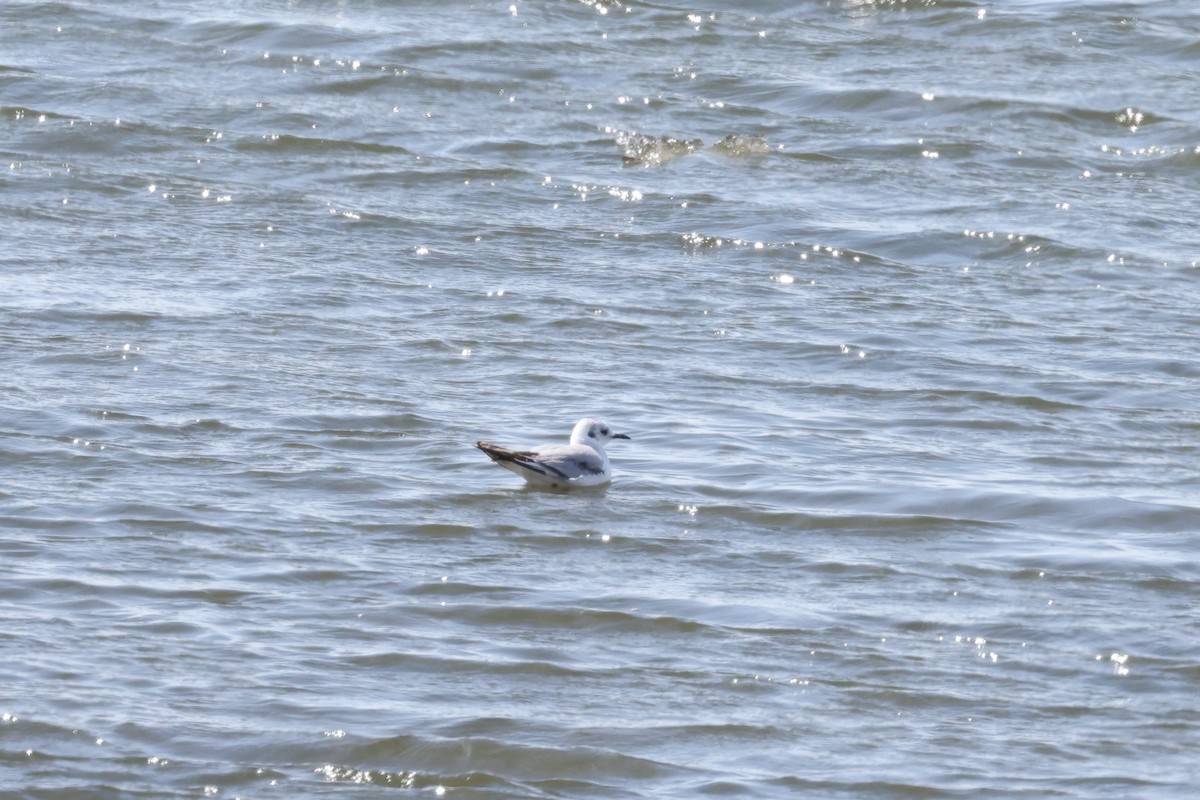 eBird Checklist - 30 May 2023 - Nome River mouth - 29 species