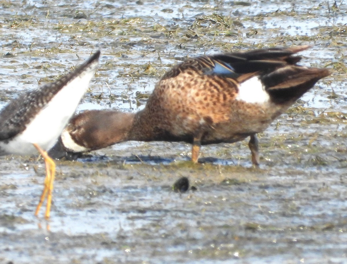 eBird Checklist - 20 Jun 2023 - Rutherford Beach Rd, Creole US-LA 29. ...