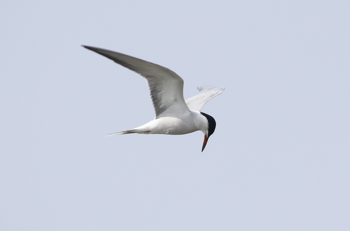 Common Tern - ML586648271
