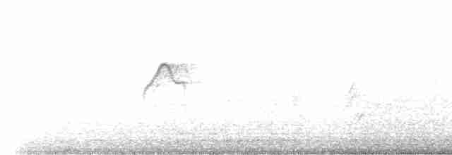Batı Amerika Sinekkapanı (occidentalis/hellmayri) - ML586652321
