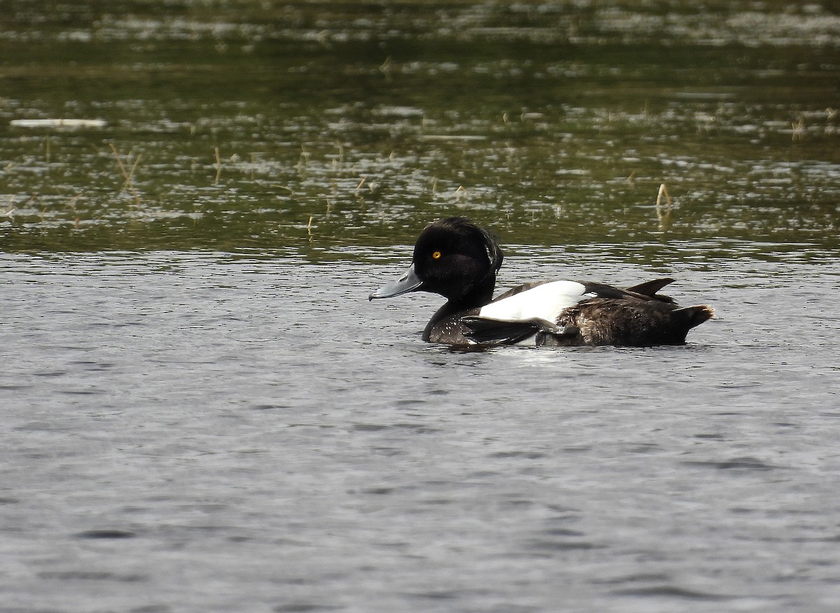 Tufted Duck - ML586652381
