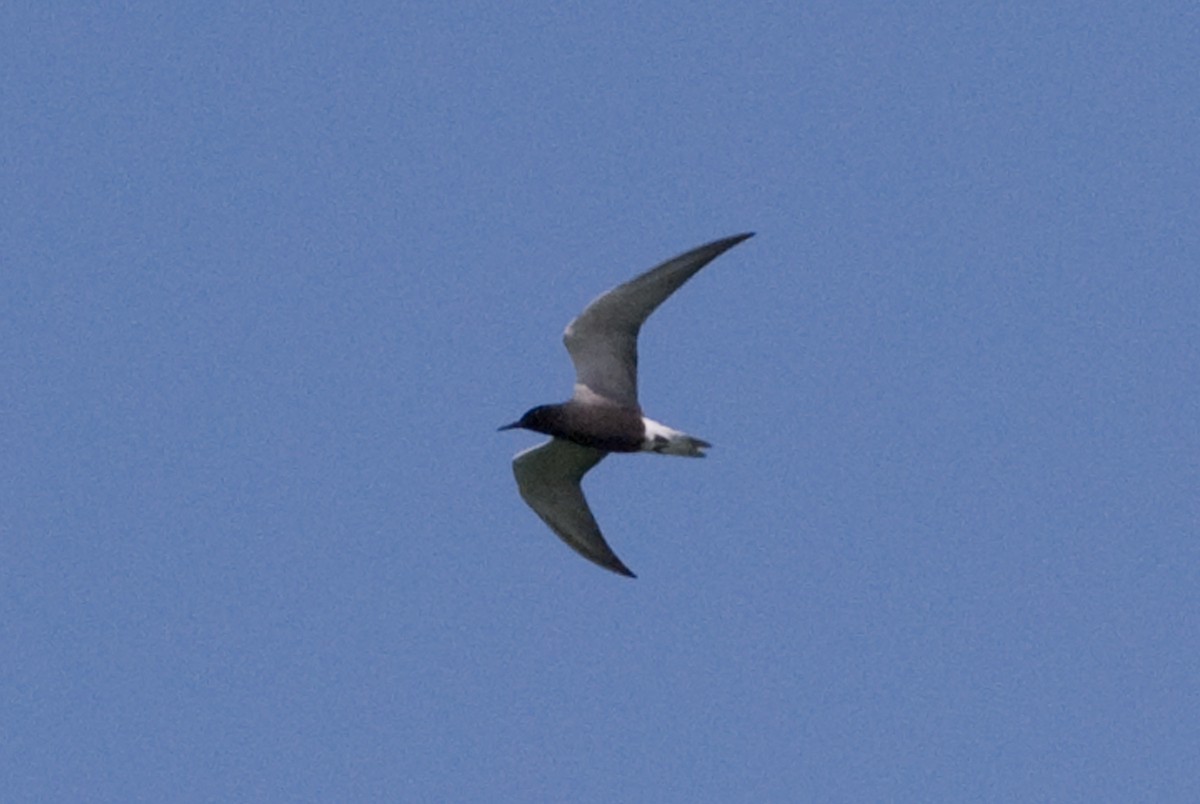 Black Tern - ML58665511
