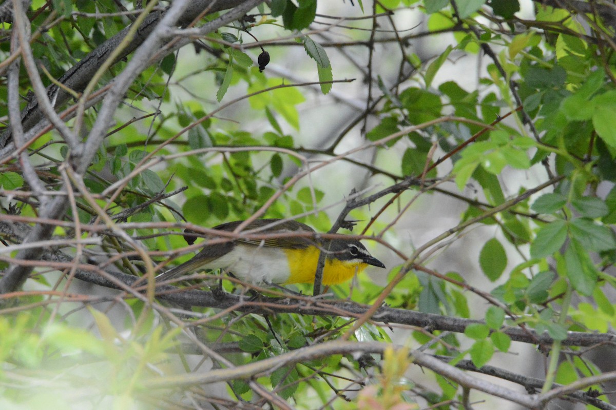 Yellow-breasted Chat - ML58665721